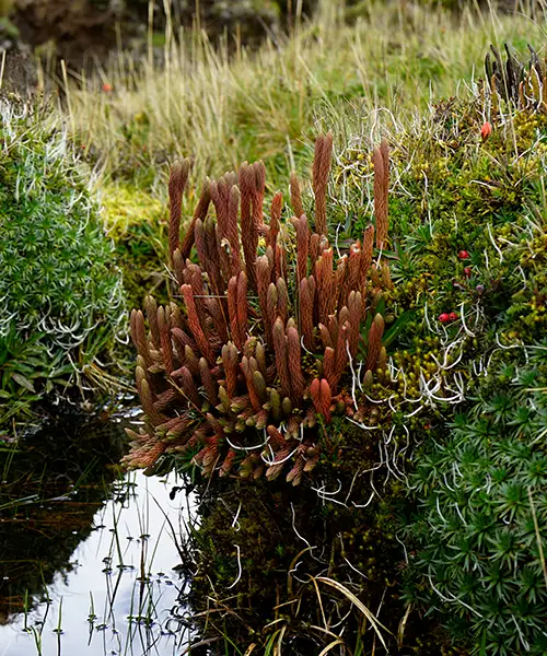 Páramo como reserva de biodiversidad